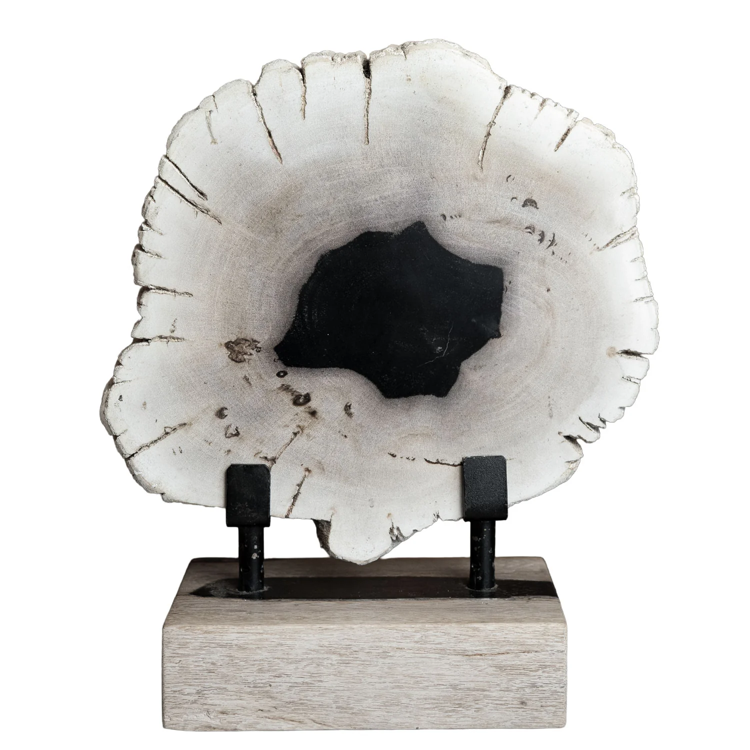 12" Petrified Wood Slice on Stand