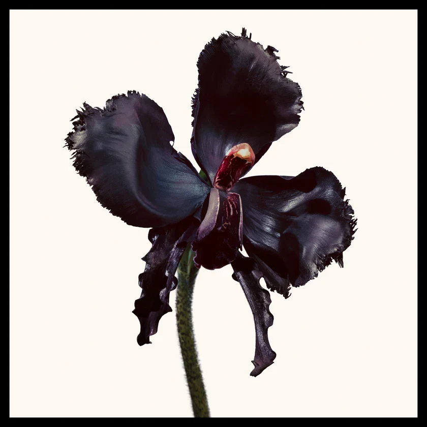 Black Orchid - Reserved - Image 2