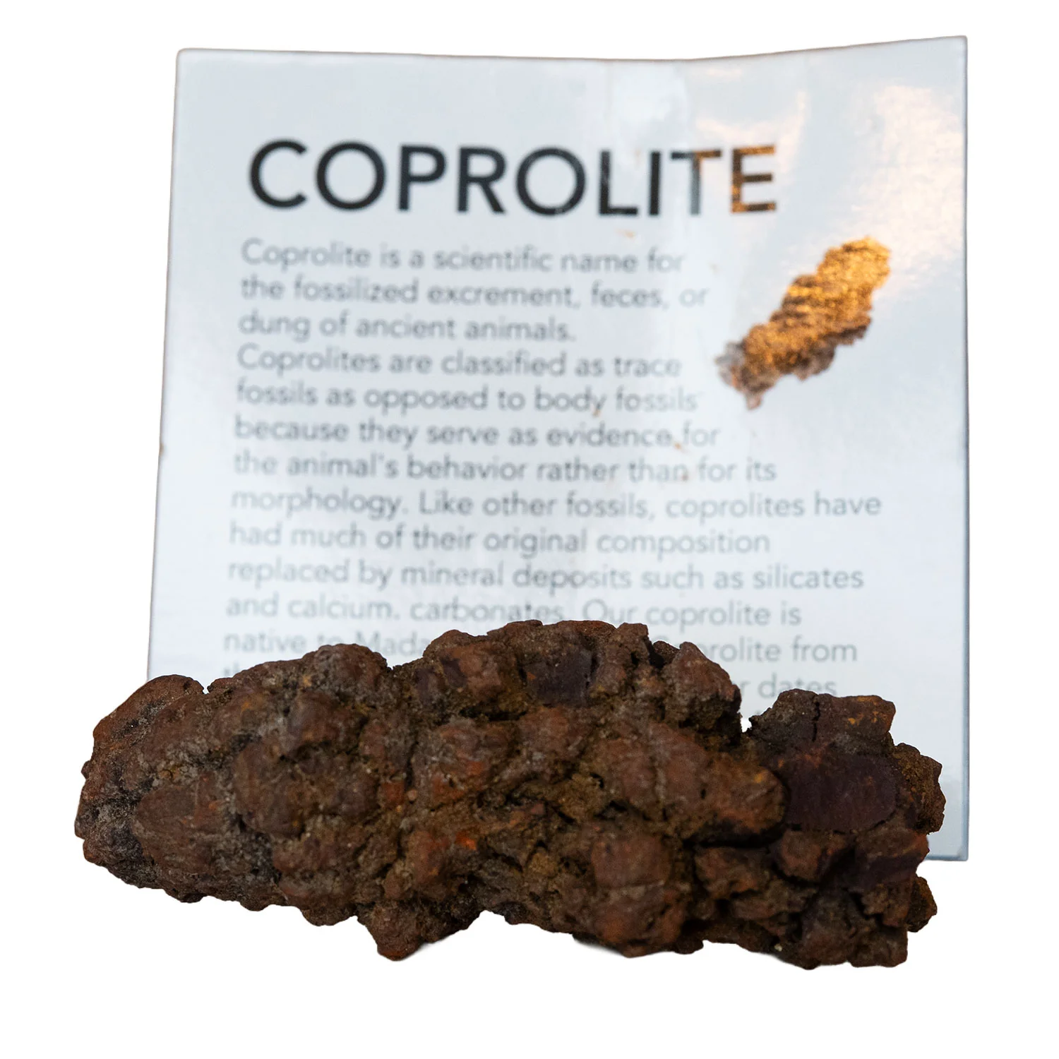 Dinosaur Dung Poop Coprolite from Madagascar - Image 2