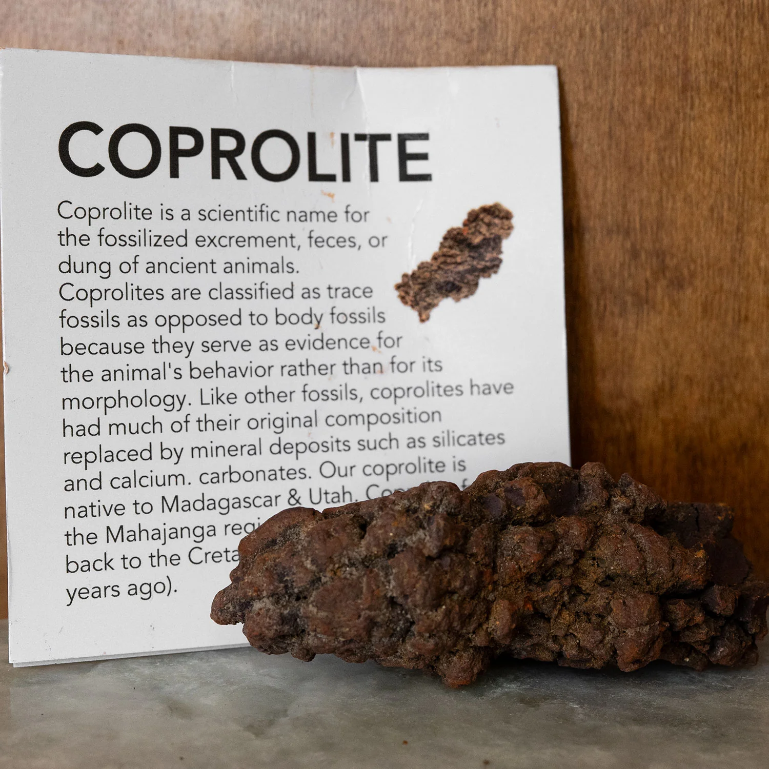 Dinosaur Dung Poop Coprolite from Madagascar - Image 3