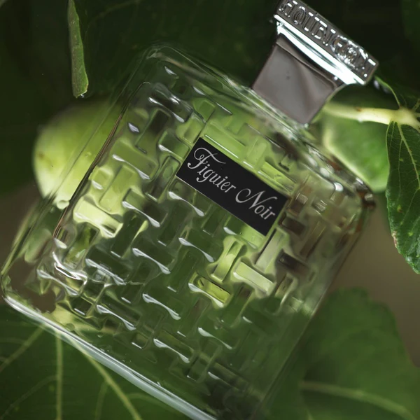 Figuier Noir - Image 2