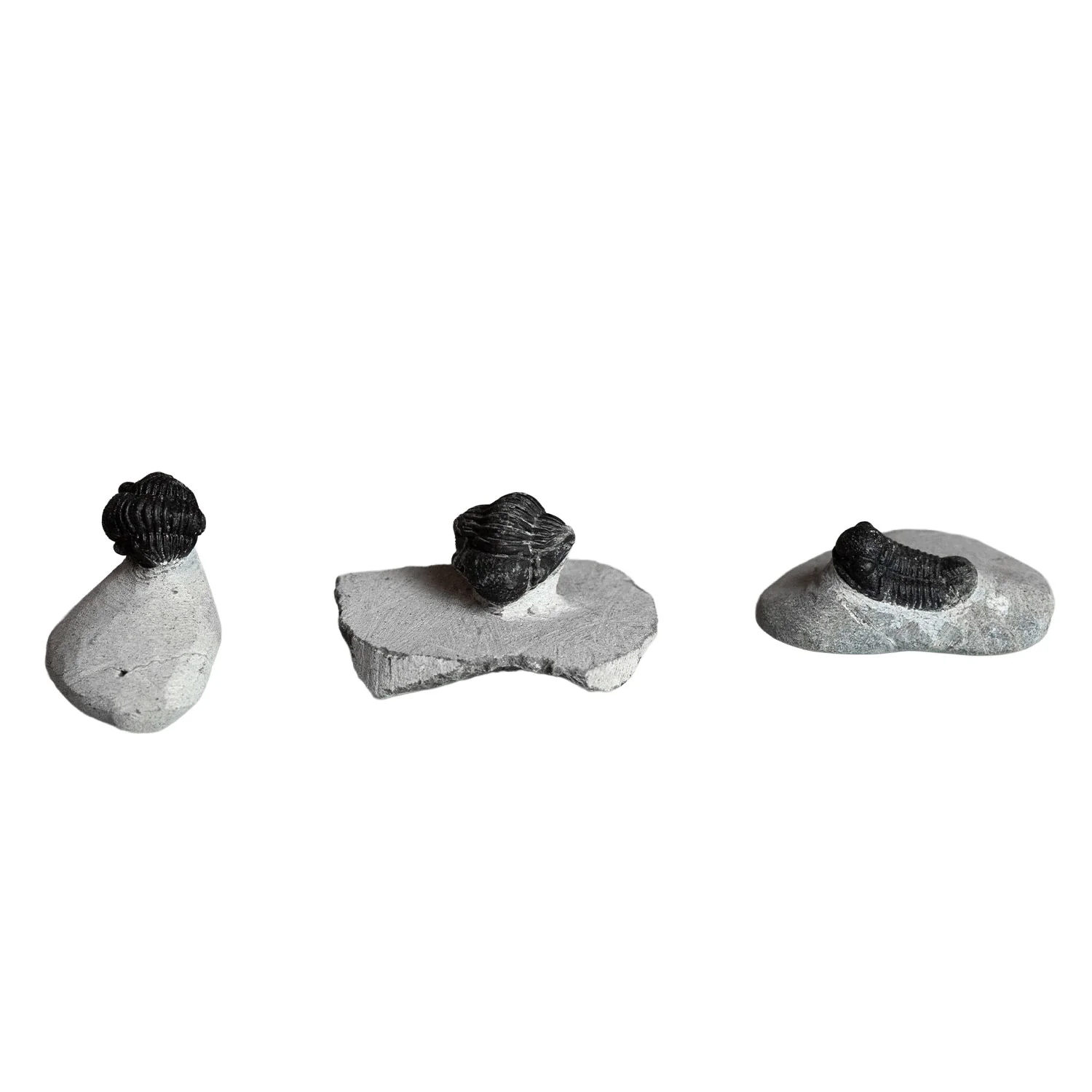 Natural Trilobite on Matrix from Morocco - Image 2