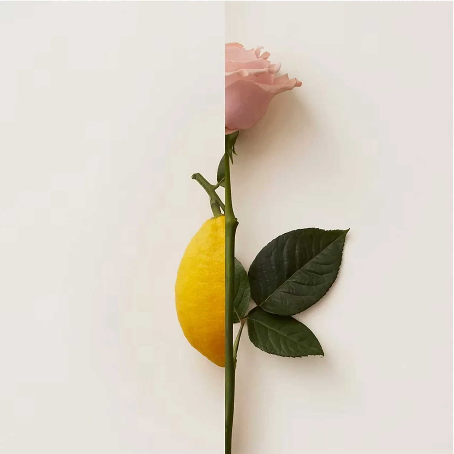 Rosa Limone - Image 2