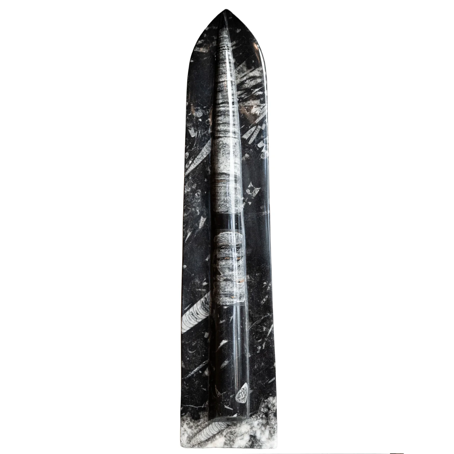 Standing Moroccan Orthoceras Fossil - 20"