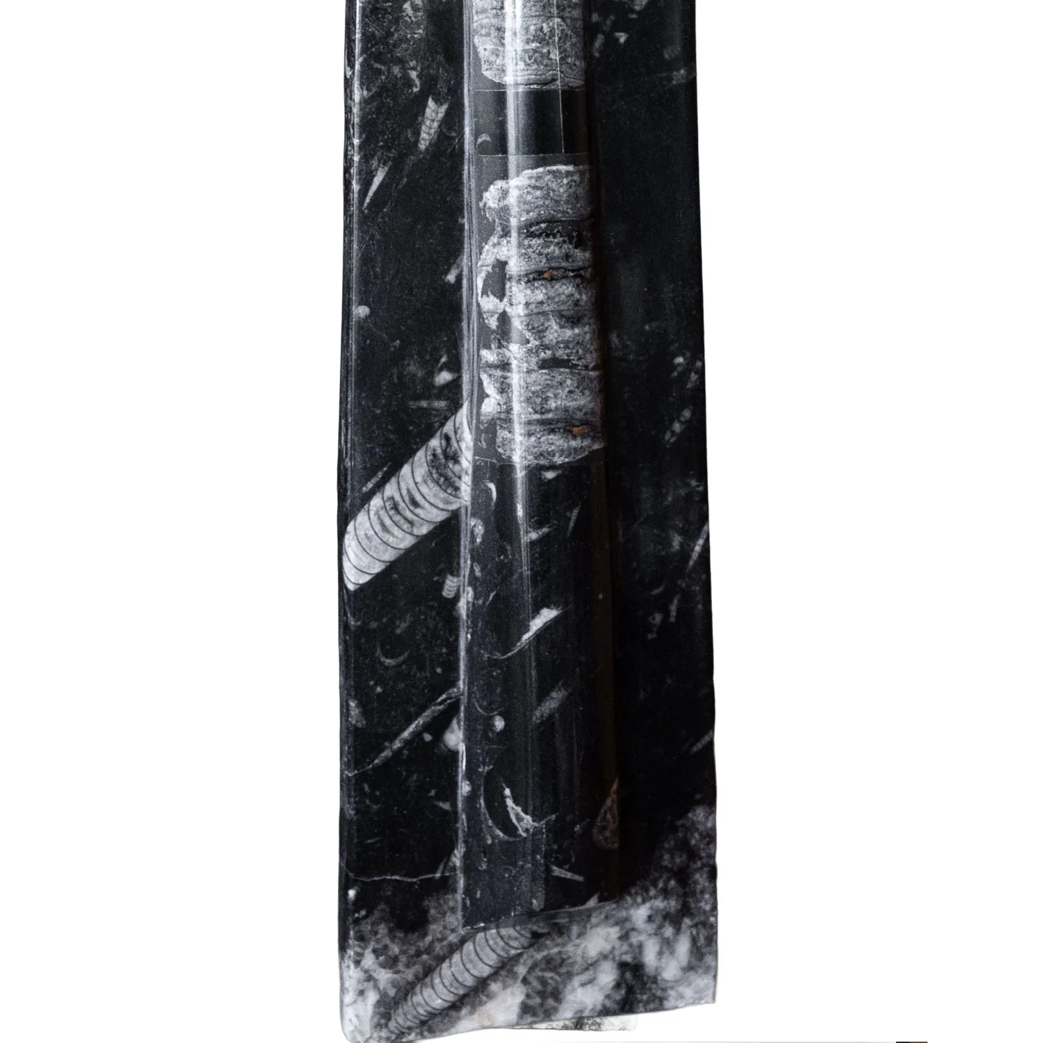 Standing Moroccan Orthoceras Fossil - 20" - Image 2