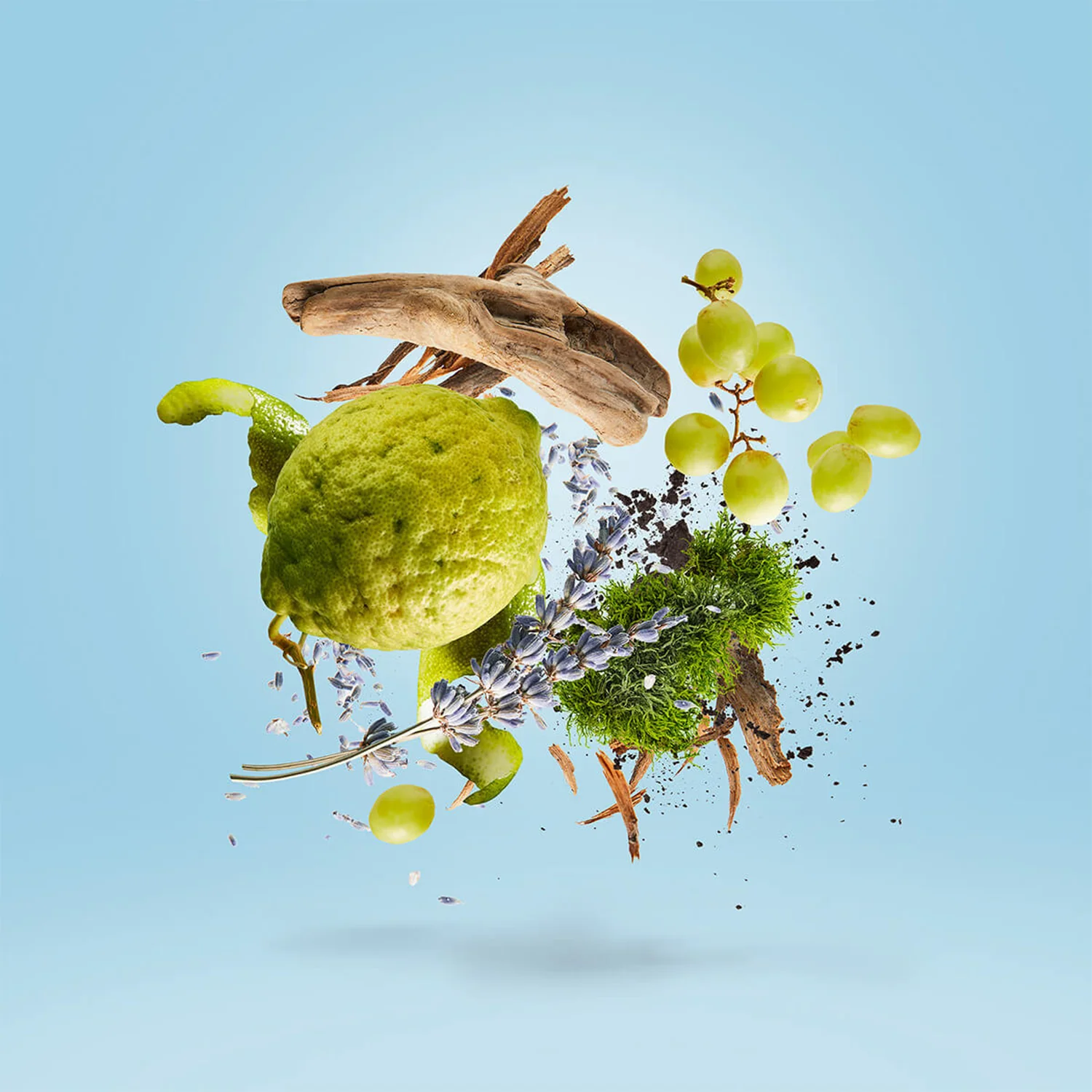 Casamorati - Mefisto Gentiluomo - Image 3